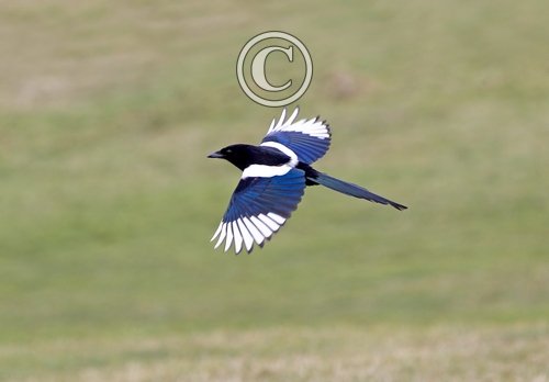 Magpie in Flight 8 DM0109
